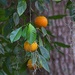 Seville Sour Oranges