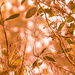 web in the morning light by koalagardens