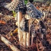 Toadstools phone shot by laroque
