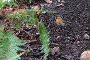 22nd Dec 2024 - Robin