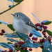 Ruby-Crowned Kinglet  by kvphoto