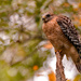Red Shouldered Hawk! by rickster549