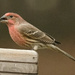 House Finch (M) by lsquared