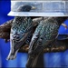 How many birds does this feeder hold? by rosiekind