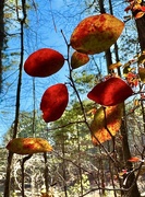 24th Dec 2024 - Sweet Gum Trail