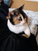 19th Dec 2024 - my pretty lady