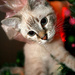 Merry Catmas by photohoot