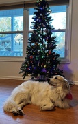 25th Dec 2024 - Merry Christmas 