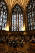 25th Dec 2024 - york trees