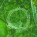 full circle by koalagardens