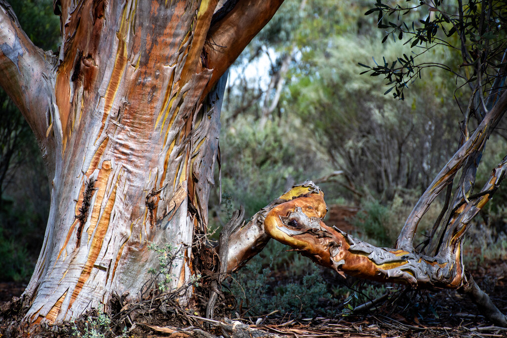 Gum Tree by nannasgotitgoingon