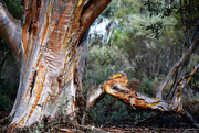 26th Dec 2024 - Gum Tree