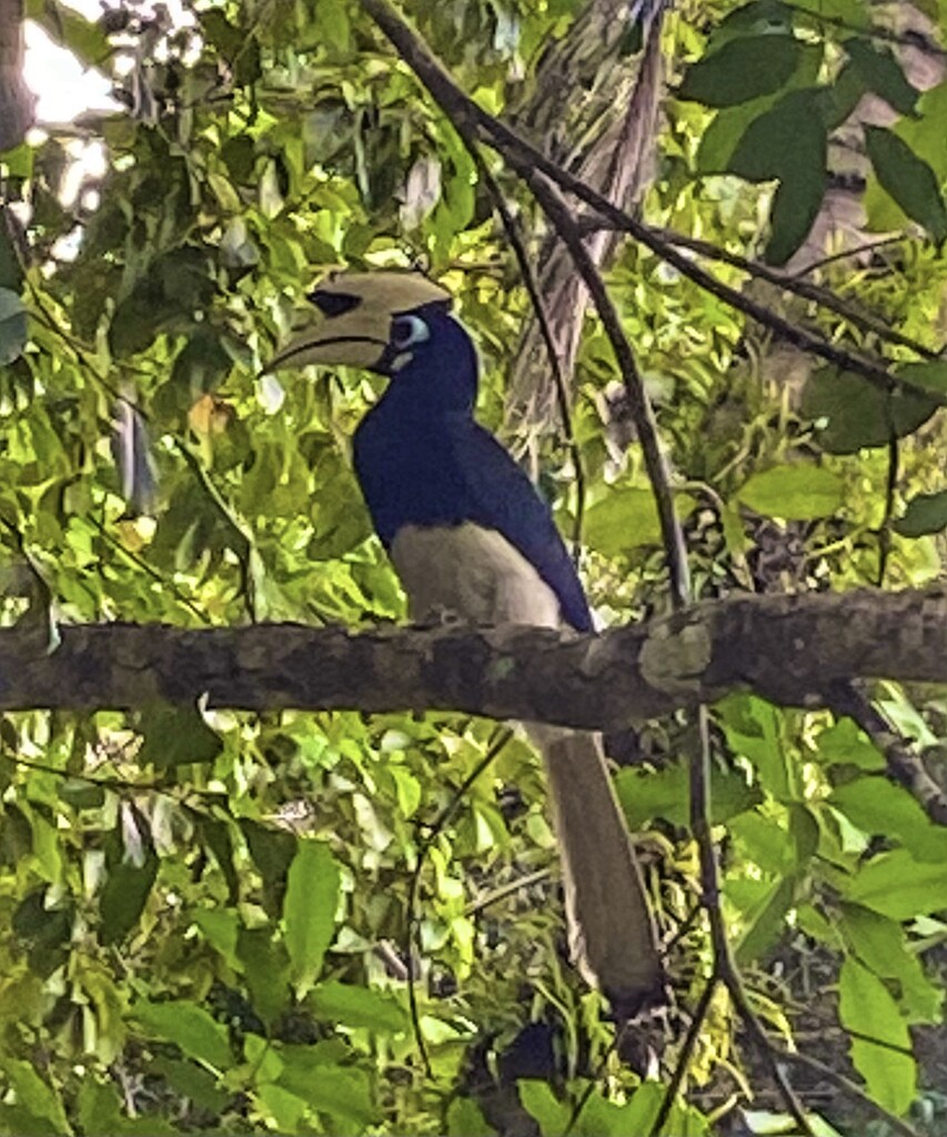 Hornbill  by cmf