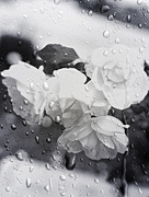 26th Dec 2024 - Raindrops on Roses