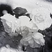 Raindrops on Roses by gardenfolk