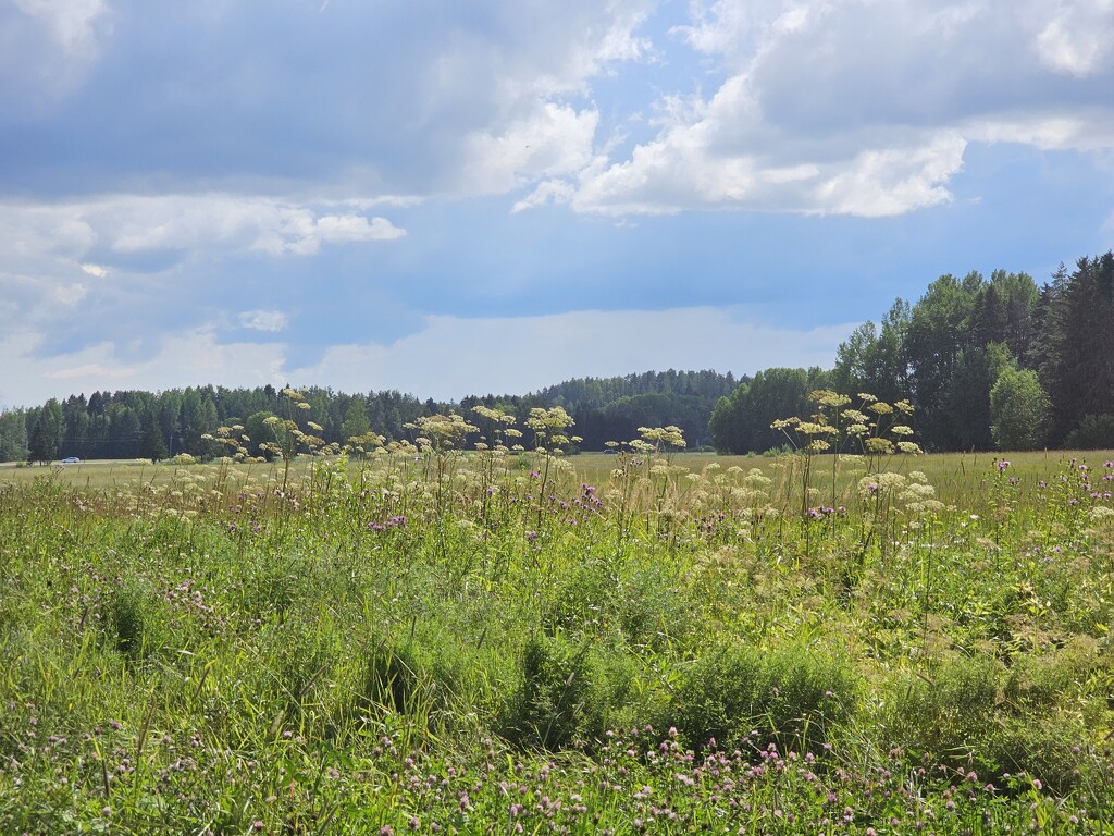 Meadow 20240721_154523 by annelis