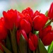 Red tulips by elisasaeter