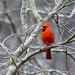 Cardinal Red by kvphoto