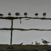 Rotated Reflection : Boxing Day Birds  by phil_howcroft