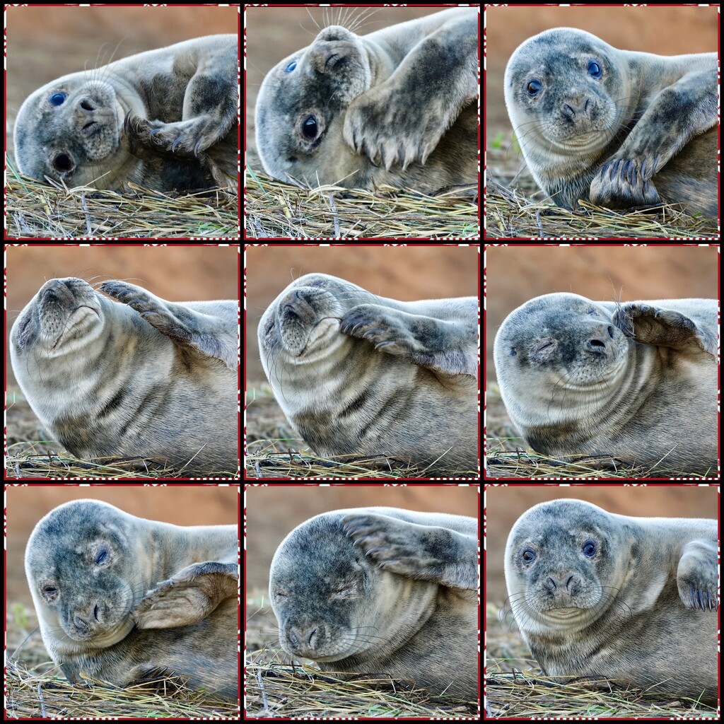 Seal Cuteness by carole_sandford