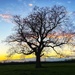 My Tree by carole_sandford