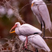 Ibis Checking In at the Inn! by rickster549