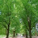 Avenue of Elms by leggzy