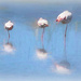 Happy Flamingo Friday by ludwigsdiana