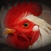 The Cock-father by photohoot