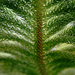 Norfolk Pine by photohoot