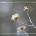Seeds and bones... by marlboromaam