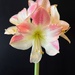 Amaryllis by shutterbug49