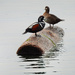 Harlequin Ducks by seattlite