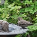 12 14 Female House Finch by sandlily