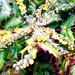 Mahonia. by beryl