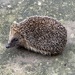 We had a little visitor today..... by susiemc
