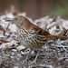 Brown Thrasher by kvphoto