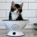 Kitty Shoot by brigette