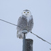 Snowy Owl by fayefaye
