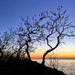 Sumach Sunrise by pdulis