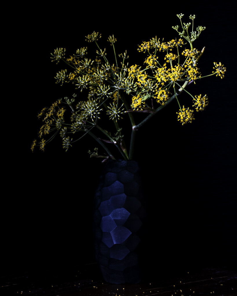 Wild Fennel by nannasgotitgoingon