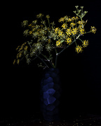 28th Dec 2024 - Wild Fennel