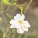 Frosty the white rose…  by beverley365