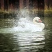 Bathtime by thistle_01