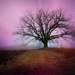 Oak of Stars and Fog by juliedduncan