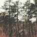Tangles on the Lake