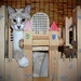 King of the Cat-stle by photohoot