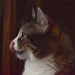 Pippi, Caught in Mid-Lick... by bjywamer