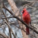Christmas Cardinal by 365projectorgheatherb