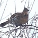 Partridge in a Birch tree by radiogirl